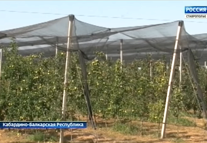 Репортаж ВЕСТИ Ставропольский край - От града защитит сетка 